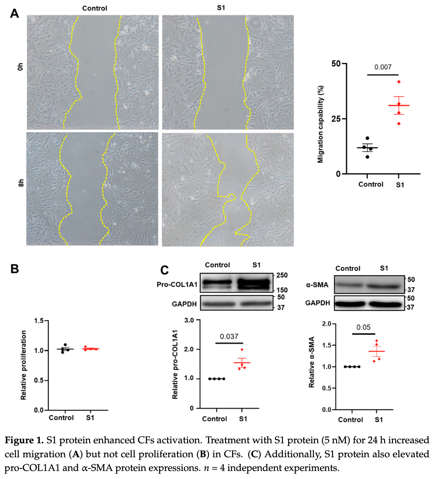 Van Tin: Spike Protein of SARS-CoV-2 Activates Cardiac Fibrogenesis ...
